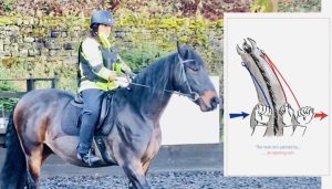 Neck Rein Turns