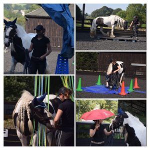 Horsemanship Obstacle Clinics